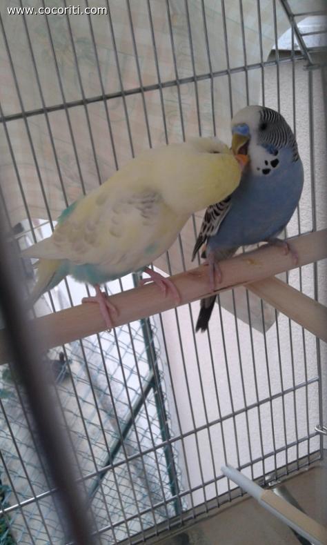 primo bacio
